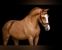 preview pic