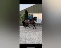 Reitbeteiligung (Reiter sucht Pferd)