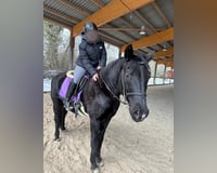 Reitbeteiligung (Reiterin sucht)
