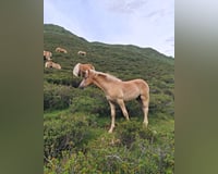 preview pic