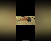 preview pic