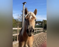 preview pic
