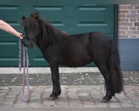 preview pic