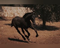 preview pic