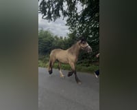 preview pic