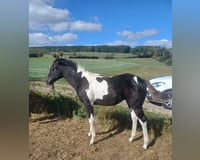 preview pic