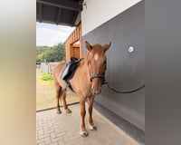 preview pic