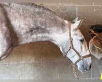 preview pic