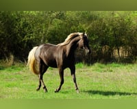 preview pic