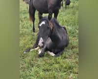preview pic