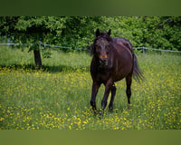 preview pic