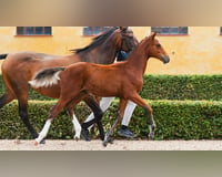 preview pic