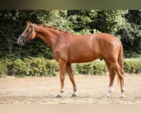 preview pic
