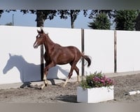 preview pic