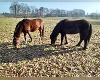 preview pic