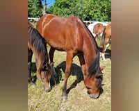 preview pic