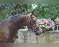 preview pic