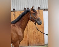 preview pic
