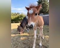 preview pic