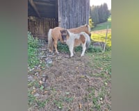 preview pic