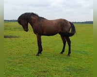preview pic