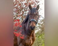 preview pic