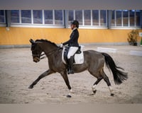 Pferd zum Teilberitt gesucht