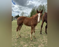 preview pic