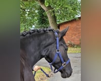preview pic