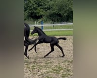 preview pic