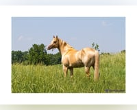 Stallion 15 years
