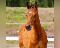 preview pic