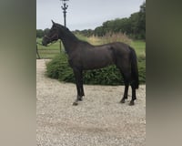 preview pic