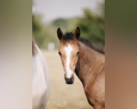 preview pic