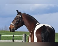 preview pic