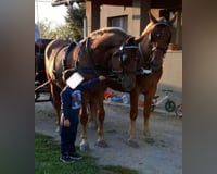 preview pic