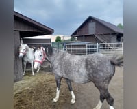 preview pic