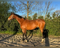 preview pic