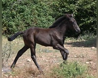 preview pic