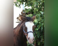 preview pic
