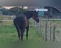 preview pic
