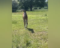 preview pic