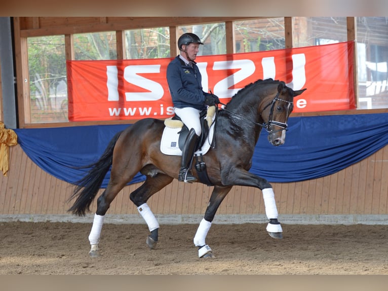 "DSP DE SANDRO" PRÄMIENHENGST WFFS FREI Caballo de deporte alemán Semental in Riedstadt Wolfskehlen