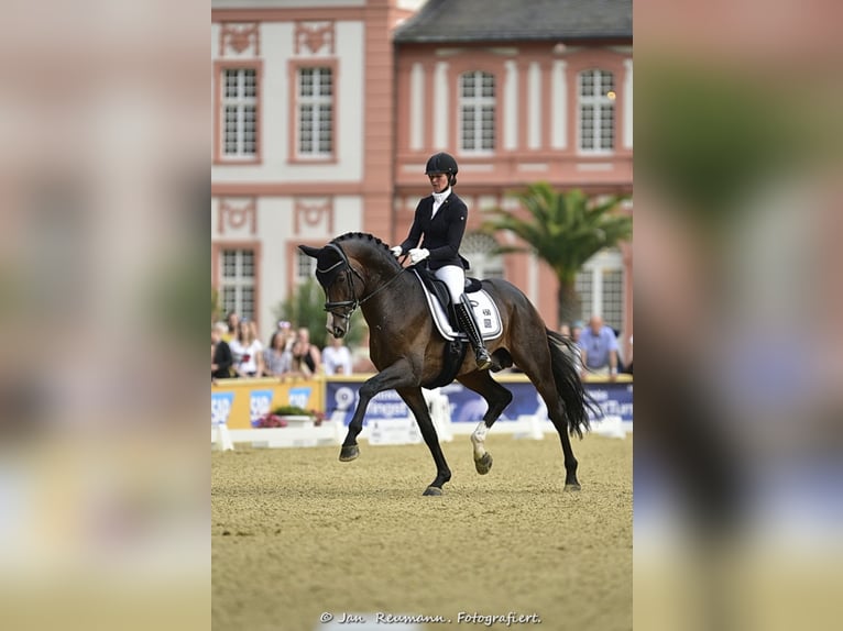 "DSP DE SANDRO" PRÄMIENHENGST WFFS FREI Caballo de deporte alemán Semental in Riedstadt Wolfskehlen