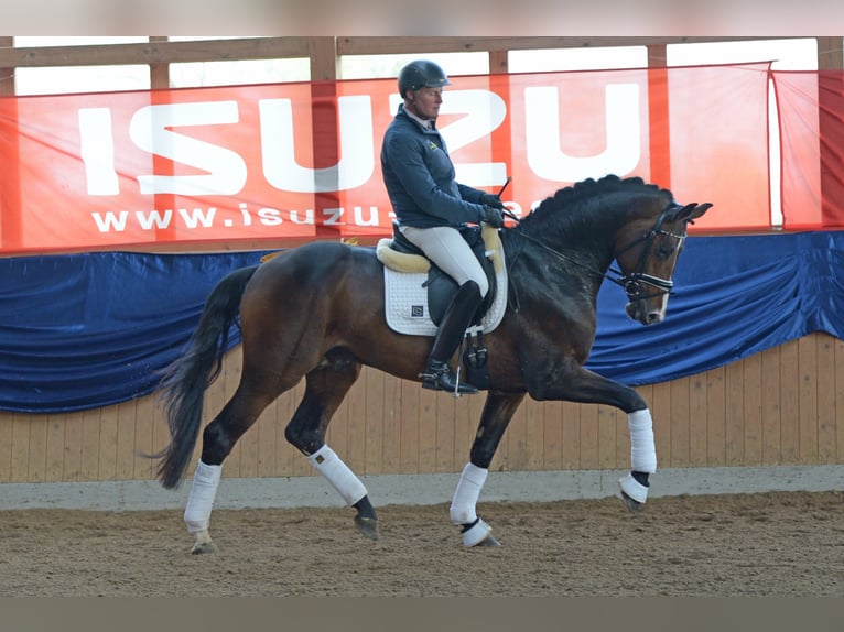 "DSP DE SANDRO" PRÄMIENHENGST WFFS FREI Caballo de deporte alemán Semental in Riedstadt Wolfskehlen