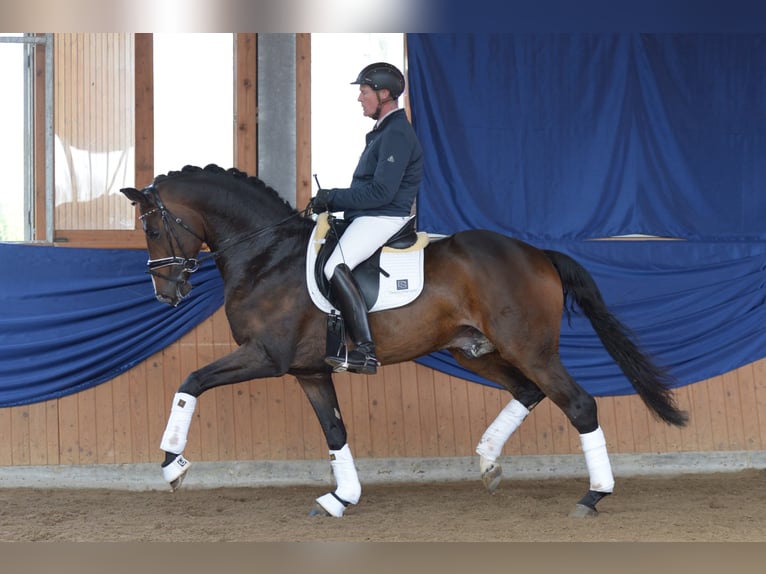 "DSP DE SANDRO" PRÄMIENHENGST WFFS FREI Cheval de sport allemand Étalon in Riedstadt Wolfskehlen