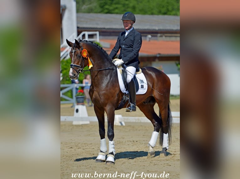 "DSP DE SANDRO" PRÄMIENHENGST WFFS FREI Cheval de sport allemand Étalon in Riedstadt Wolfskehlen