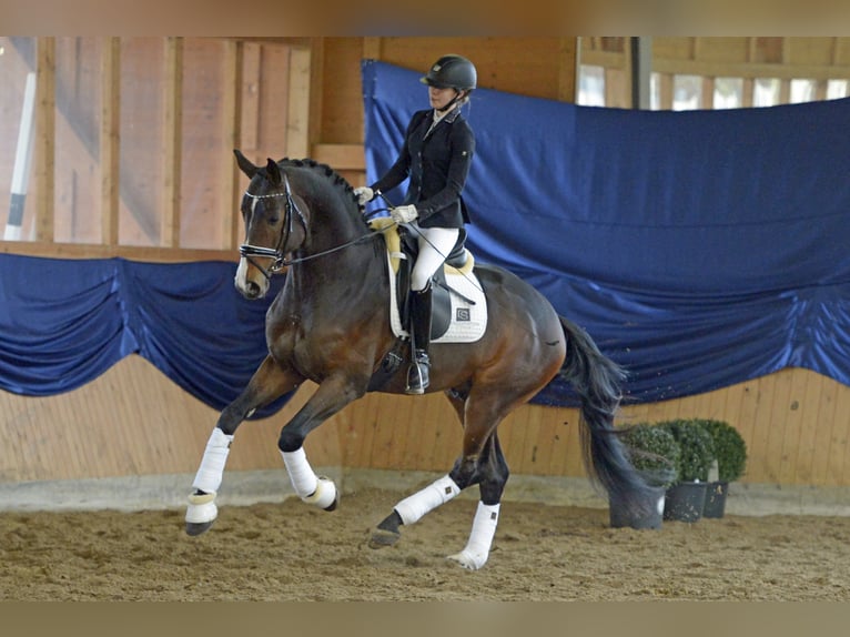 "DSP DE SANDRO" PRÄMIENHENGST WFFS FREI Cheval de sport allemand Étalon in Riedstadt Wolfskehlen