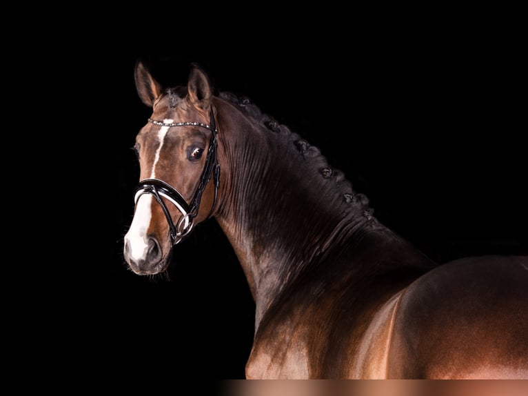 "DSP DE SANDRO" PRÄMIENHENGST WFFS FREI Cheval de sport allemand Étalon in Riedstadt Wolfskehlen