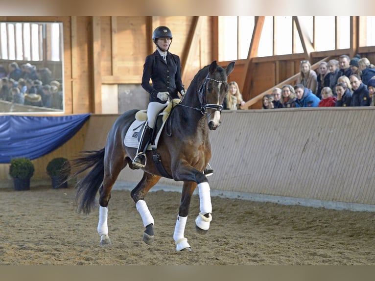 "DSP DE SANDRO" PRÄMIENHENGST WFFS FREI Cheval de sport allemand Étalon in Riedstadt Wolfskehlen